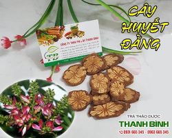 Mua bán cây huyết đằng tại huyện Phúc Thọ có tác dụng thanh nhiệt, giải độc