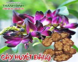 Mua bán cây huyết đằng tại quận 12 giúp điều trị đau nhức xương khớp