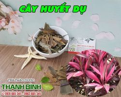 Mua bán cây huyết dụ tại Sơn Tây có tác dụng chữa viêm ruột lỵ