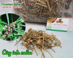Mua bán cây ích mẫu tại huyện Hoài Đức điều trị kinh nguyệt ra nhiều