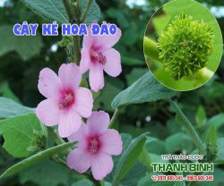 Mua bán cây ké hoa đào tại quận 2 điều trị bệnh đau nhức xương khớp
