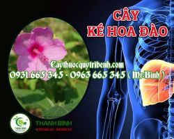Mua bán cây ké hoa đào tại Sơn Tây có công dụng điều trị chứng ho ra máu