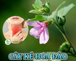 Mua bán cây ké hoa đào tại Vũng Tàu có công dụng thải độc hiệu quả nhất