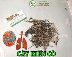 Mua bán cây kiến cò tại Bạc Liêu giúp điều trị phong tê thấp hiệu quả