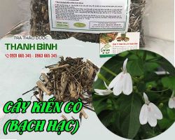 Mua bán cây kiến cò tại quận 2 điều trị bệnh lao phổi