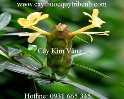 Mua bán cây kim vàng chất lượng tại Cao Bằng có tác dụng chữa trị ho