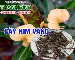 Mua bán cây kim vàng ở quận Gò Vấp có tác dụng trị đau ngang hông lưng