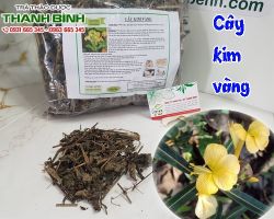 Mua bán cây kim vàng tại huyện Phúc Thọ chữa đau ngang hông