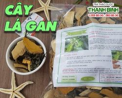 Mua bán cây lá gan tại huyện Mê Linh hỗ trợ điều trị sắc mặt vàng, da nhợt nhạt