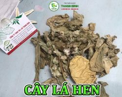 Mua bán cây lá hen tại Bắc Giang hỗ trợ điều trị hen suyễn hiệu quả nhất