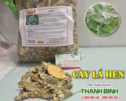 Mua bán cây lá hen tại quận Đống Đa giúp điều trị hen phế quản rất tốt