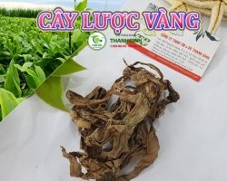 Mua bán cây lược vàng ở quận Gò Vấp hỗ trợ kháng viêm hiệu quả nhất