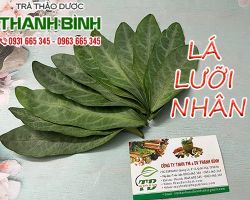 Mua bán cây lưỡi nhân ở đâu uy tín tại TpHCM?