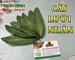 Mua bán cây lưỡi nhân tại Bến Tre giúp điều trị viêm khí quản, hen phế quản