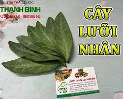 Mua bán cây lưỡi nhân tại Hòa Bình hỗ trợ chữa ho, viêm họng tốt nhất