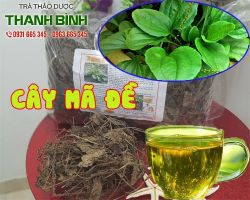 Mua bán cây mã đề tại huyện Quốc Oai điều trị đái ra máu