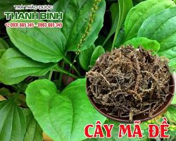 Mua bán cây mã đề tại quận 4 có tác dụng trị viêm gan siêu vi trùng