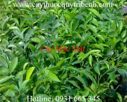 Mua bán cây mắc mật ở huyện Bình Chánh giúp chống viêm hiệu quả nhất