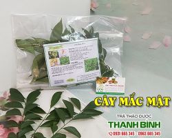 Mua bán cây mắc mật tại quận Hà Đông có tác dụng mát gan an toàn nhất