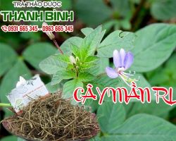 Mua bán cây mần ri ở quận Phú Nhuận điều trị giun sán