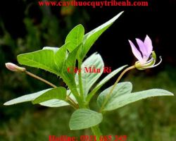 Mua bán cây mần ri tại Điện Biên có tác dụng chữa chảy máu cam hiệu quả