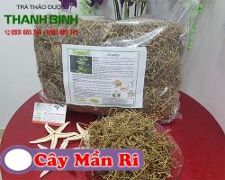 Mua bán cây mần ri tại huyện Gia Lâm điều trị đau nhức xương khớp