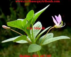 Mua bán cây mần ri tại quận 2 có tác dụng điều trị các chứng về gan