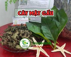 Mua bán cây mật gấu tại Hà Nội uy tín chất lượng tốt nhất