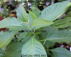 Mua bán cây mật gấu tại huyện Quốc Oai có tác dụng trị sỏi thận hiệu quả