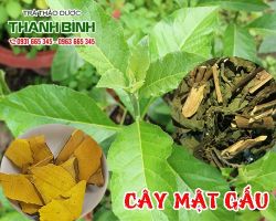 Mua bán cây mật gấu tại quận 4 giúp thanh nhiệt giải độc
