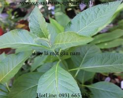 Mua bán cây mật gấu tại Thừa Thiên Huế có tác dụng điều trị viêm gan