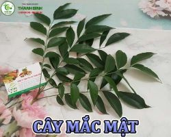 Mua bán cây mắt mật tại Bắc Giang hỗ trợ lợi tiêu hóa hiệu quả nhất