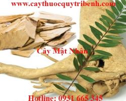 Mua bán cây mật nhân tại Hà Nội điều trị chứng mất ngủ hiệu quả nhất