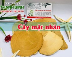 Mua bán cây mật nhân tại huyện Thanh Oai giúp cải thiện chức năng gan