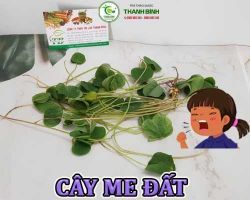 Mua bán cây me đất tại Hải Dương có tác dụng cải thiện chứng mất ngủ