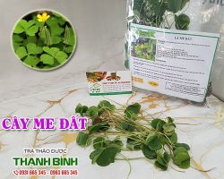 Mua bán cây me đất tại huyện Sóc Sơn có tác dụng diệt khuẩn hiệu quả nhất