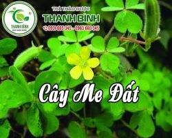 Mua bán cây me đất tại quận 12 rất tốt trong việc giúp an thần chữa mất ngủ