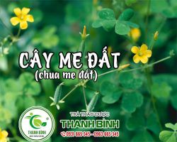 Mua bán cây me đất tại quận 8 có tác dụng điều trị ho do thử nhiệt rất tốt
