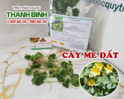 Mua bán cây me đất tại tp hcm uy tín chất lượng tốt nhất