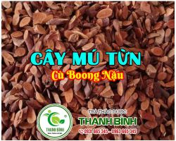 Mua bán cây mú từn ở quận Gò Vấp giúp chữa trị chứng thoái hóa đốt sống