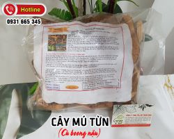 Mua bán cây mú từn tại huyện Sóc Sơn rất tốt trong việc điều trị phong thấp