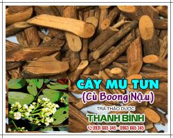 Mua bán cây mú từn tại huyện Từ Liêm rất tốt trong việc điều trị hiếm muộn