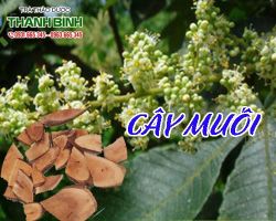 Mua bán cây muối ở quận Tân Bình giúp trị mụn rất hiệu quả