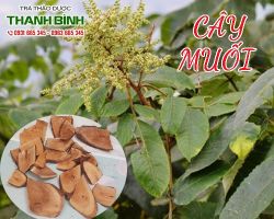 Mua bán cây muối tại quận Hai Bà Trưng điều trị ho lâu ngày
