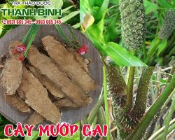 Mua bán cây mướp gai ở quận Bình Thạnh có tác dụng trị nám mặt do độc trong gan