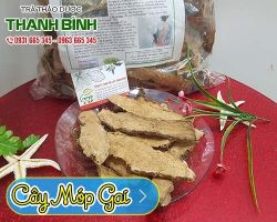 Mua bán cây mướp gai tại huyện Hoài Đức điều trị đau ngực, đau lưng