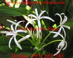 Mua bán cây náng hoa trắng tại quận 2 điều trị u xơ tiền liệt tuyến