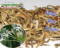 Mua bán cây náng hoa trắng tại Sơn Tây giảm kích thước u xơ tử cung