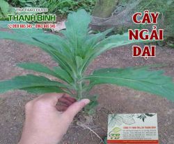 Mua bán cây ngải dại ở huyện Hóc Môn chữa nổi mề đay - nấm da tốt nhất