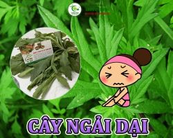 Mua bán cây ngải dại tại Bắc Ninh hỗ trợ chống viêm, sưng đỏ đau rát